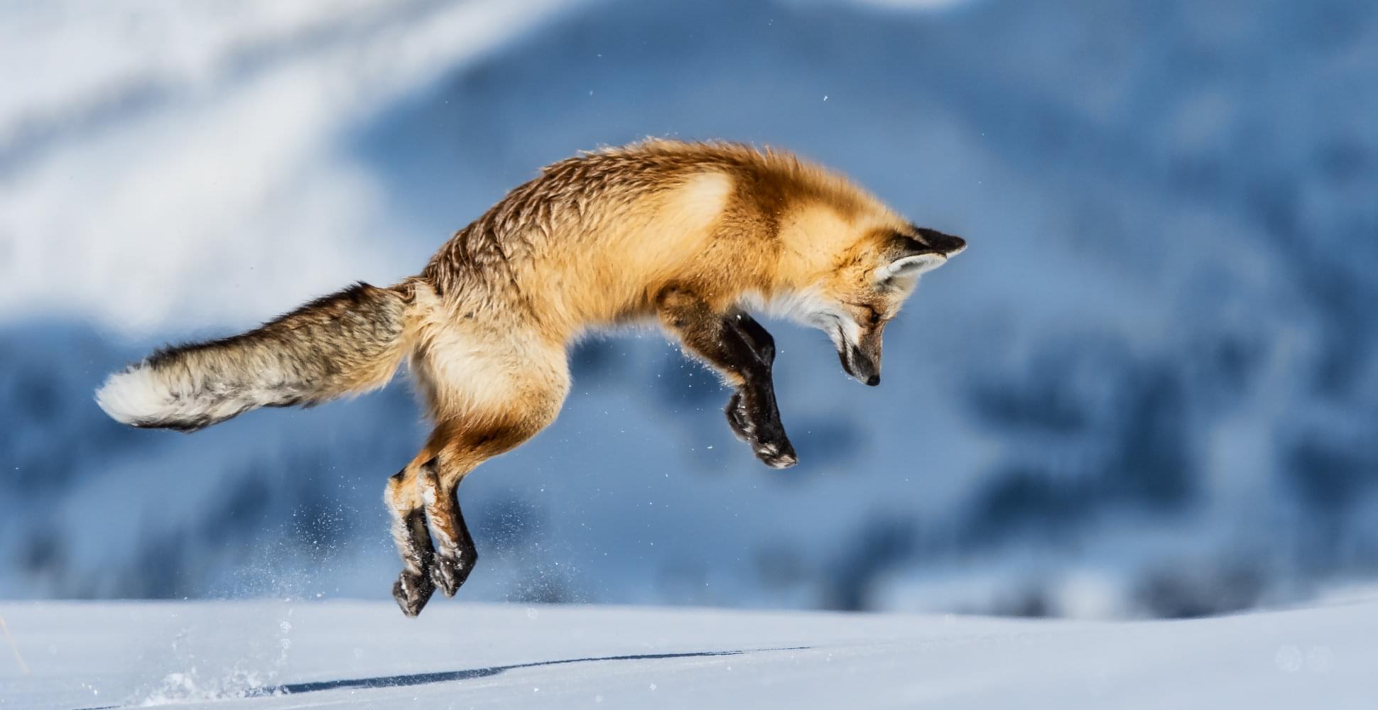 Fox jumping in Yellowstone National Park