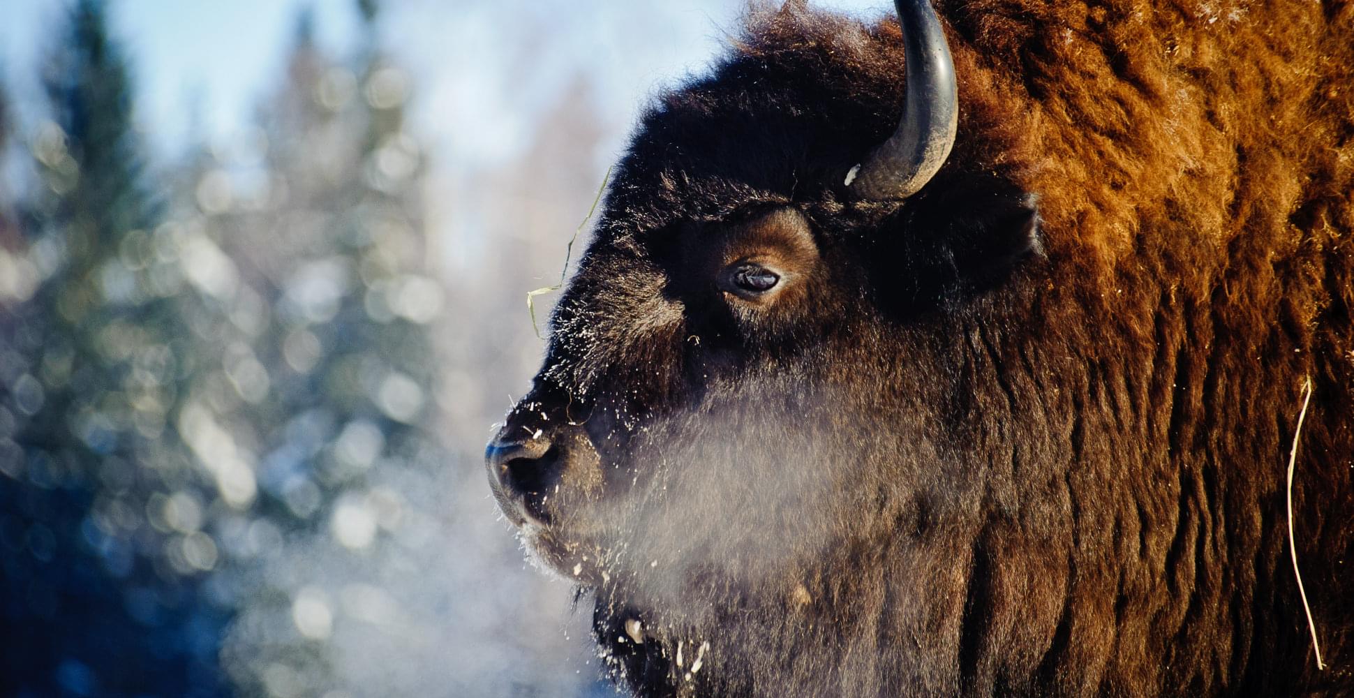 Bison in Yellowstone National Park, winter
