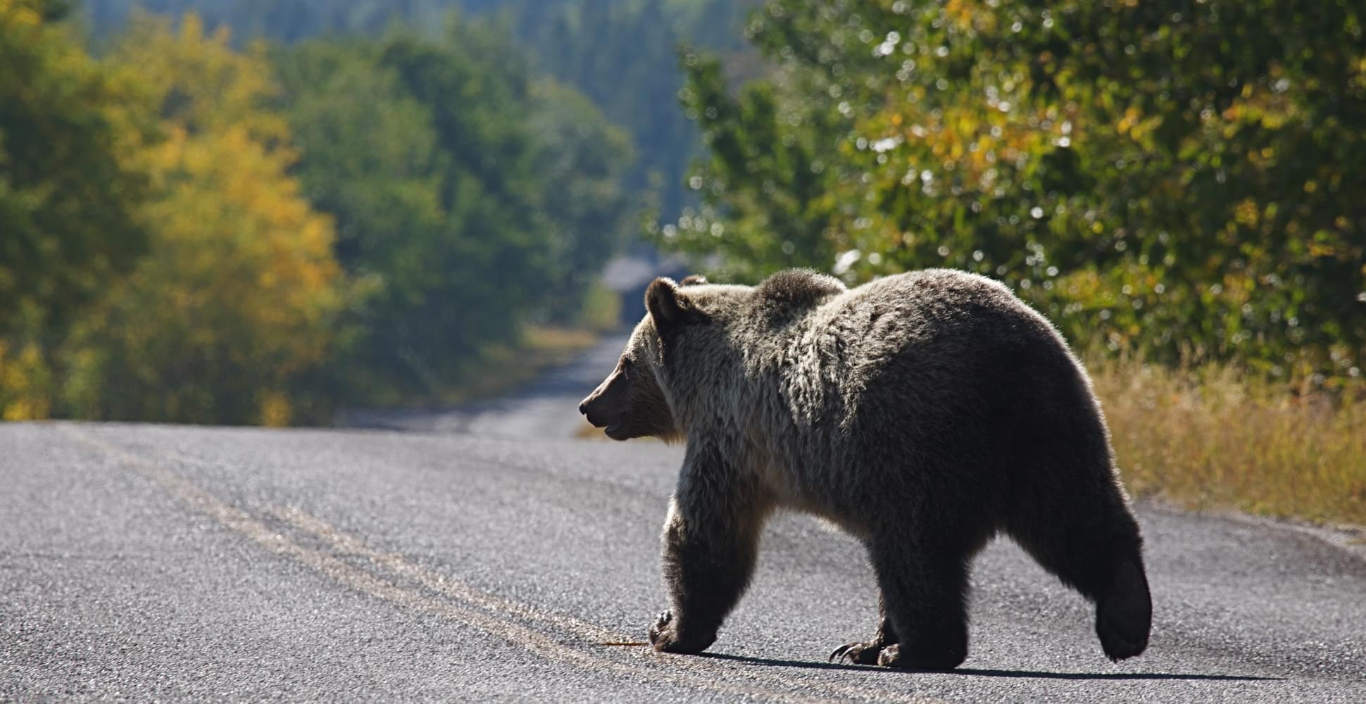 Glacier National Park