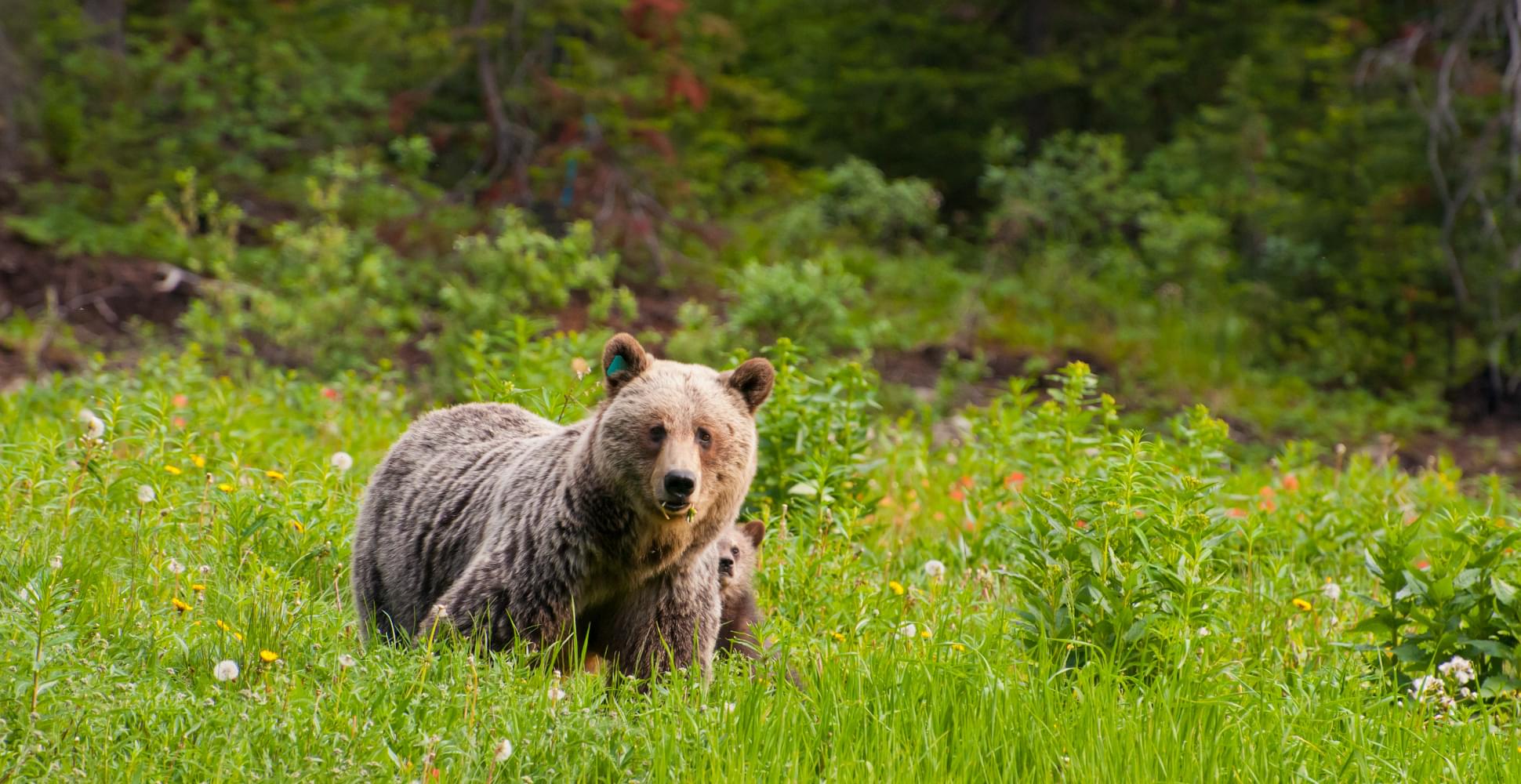 Bears in Banff National Park