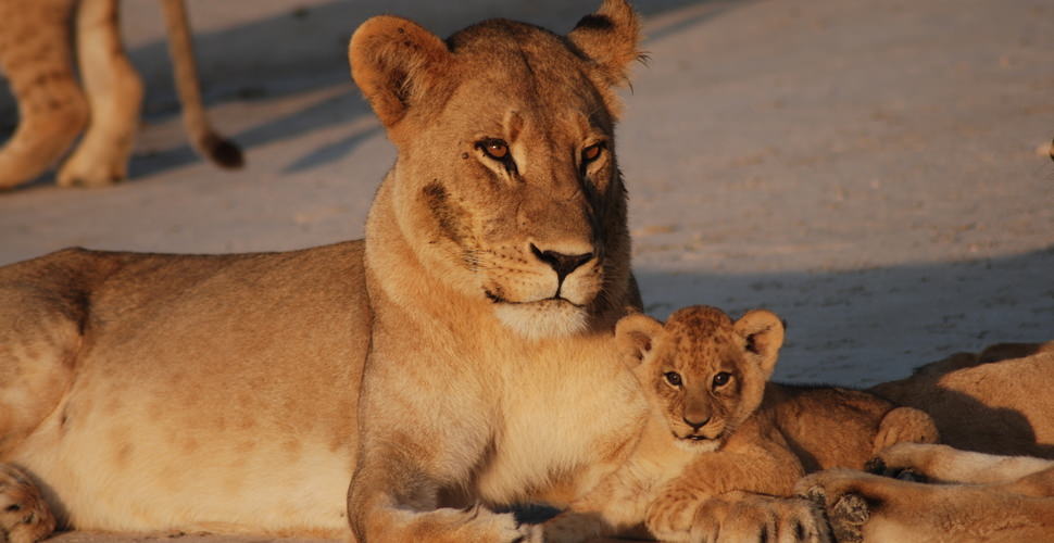 Botswana lion and cub