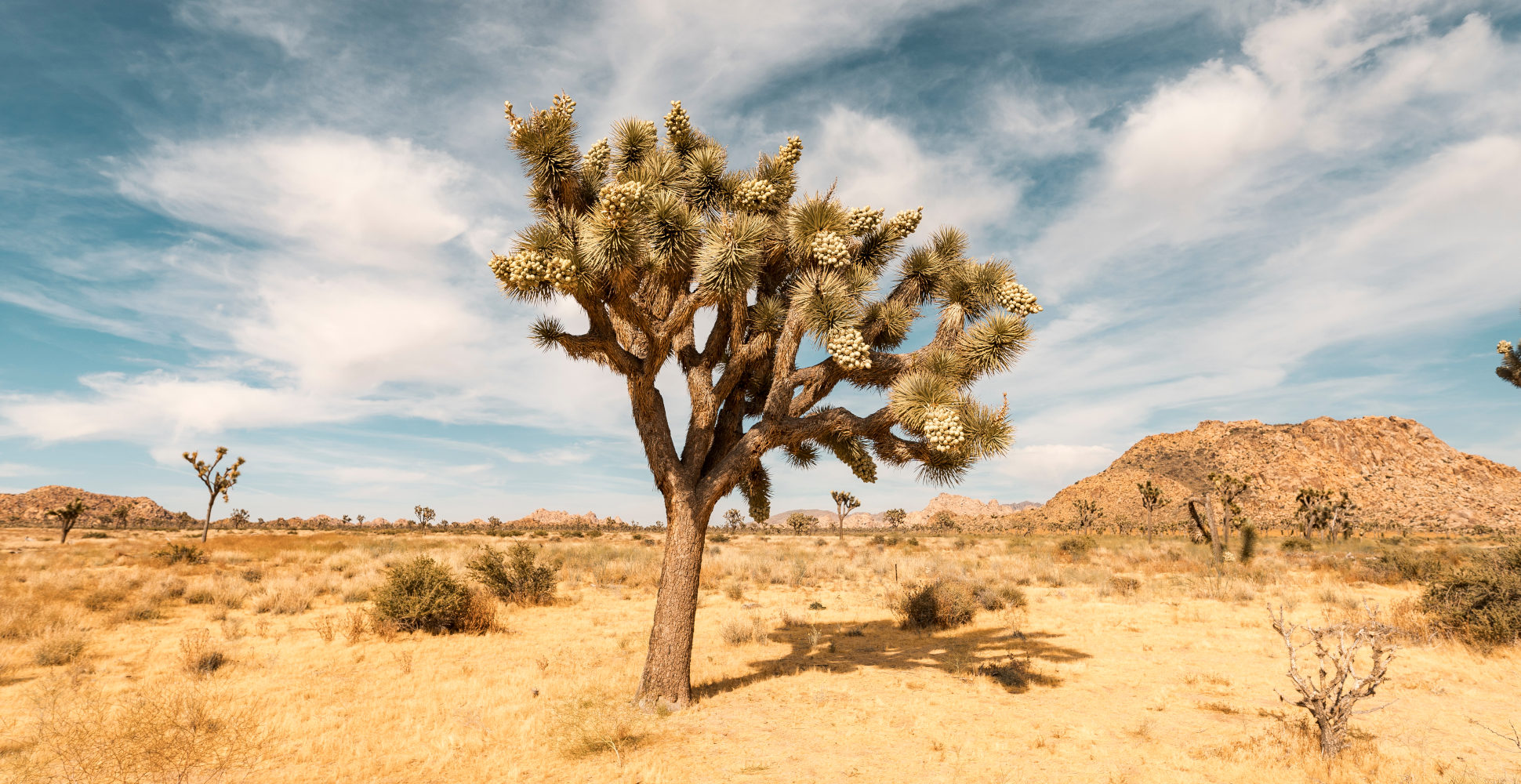 Joshua Tree National Park