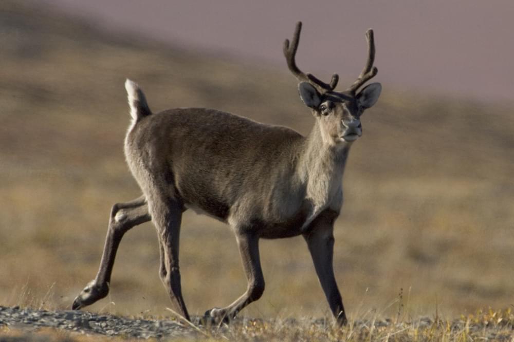 caribou in alaska