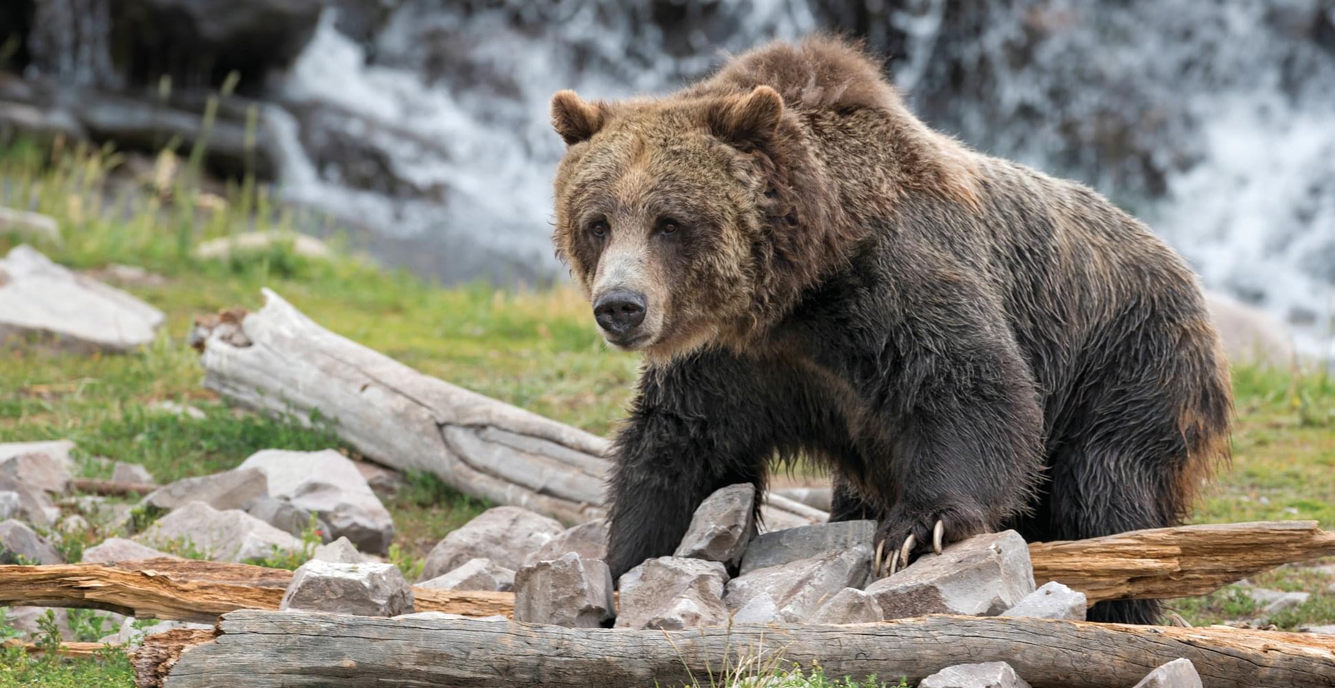 Grizzly bear in Yellowstone