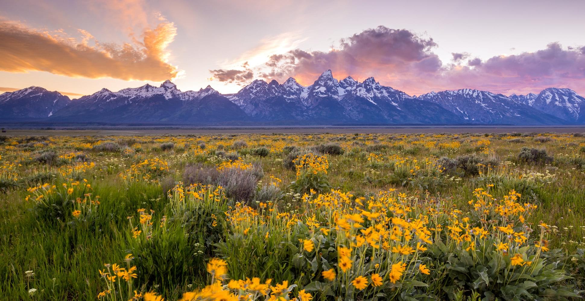 Wildflowers in Grand Teton National Park