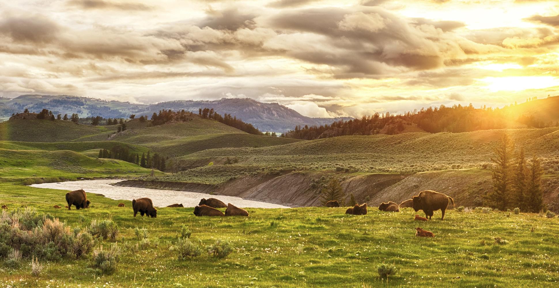Bison and their babies basking in the sunset