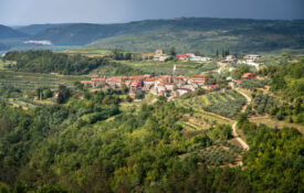 Vineyards surrounding the town of Grožnjan on the Istrian Peninsula.