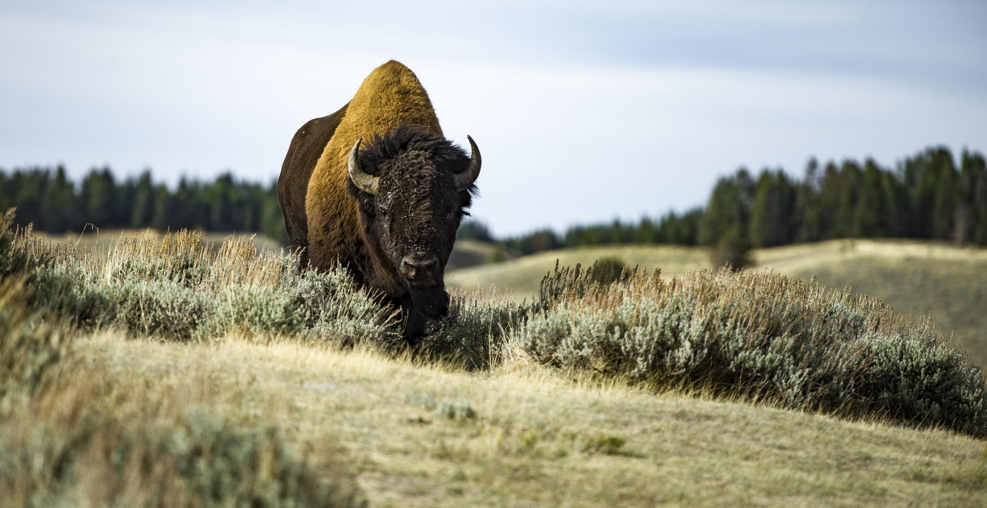Bison roaming Custer State Park