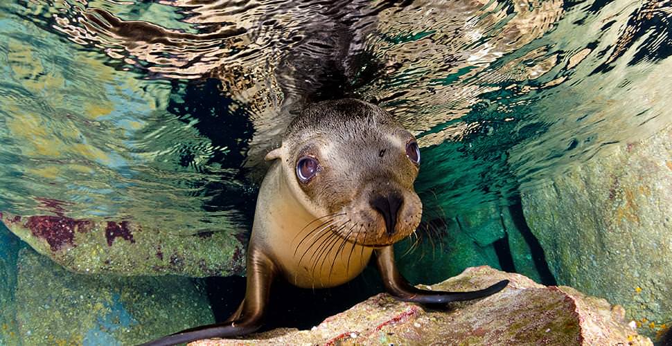 Mexico-baja_sealionpup