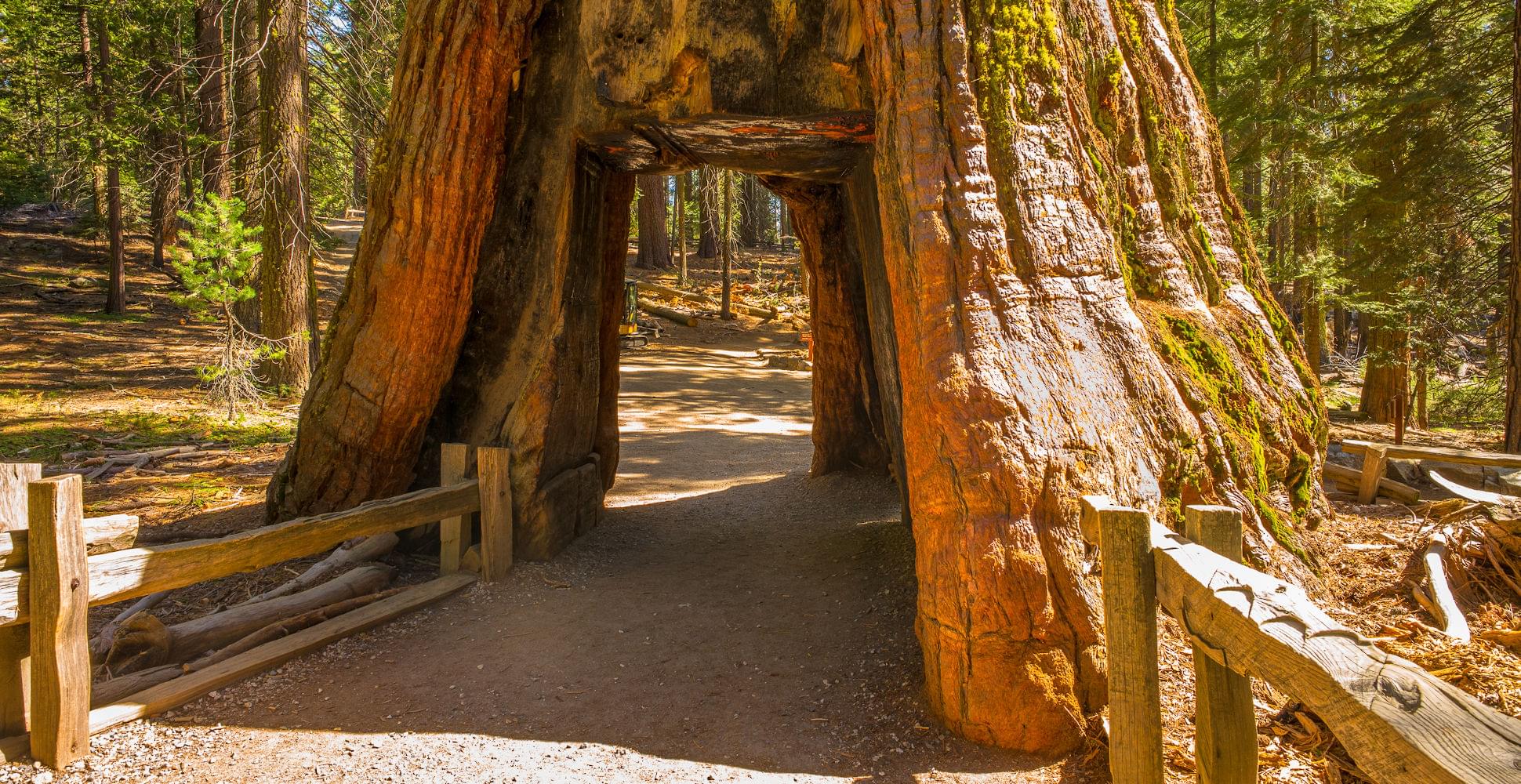 Redwood tree in Mariposa Grove, Yosemite National Park