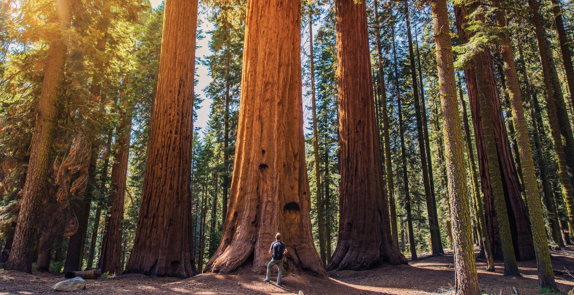 hiker in the redwood forest of california