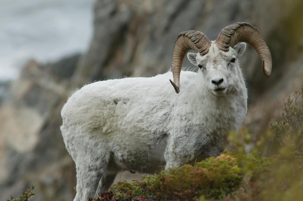 dall sheep in alaska