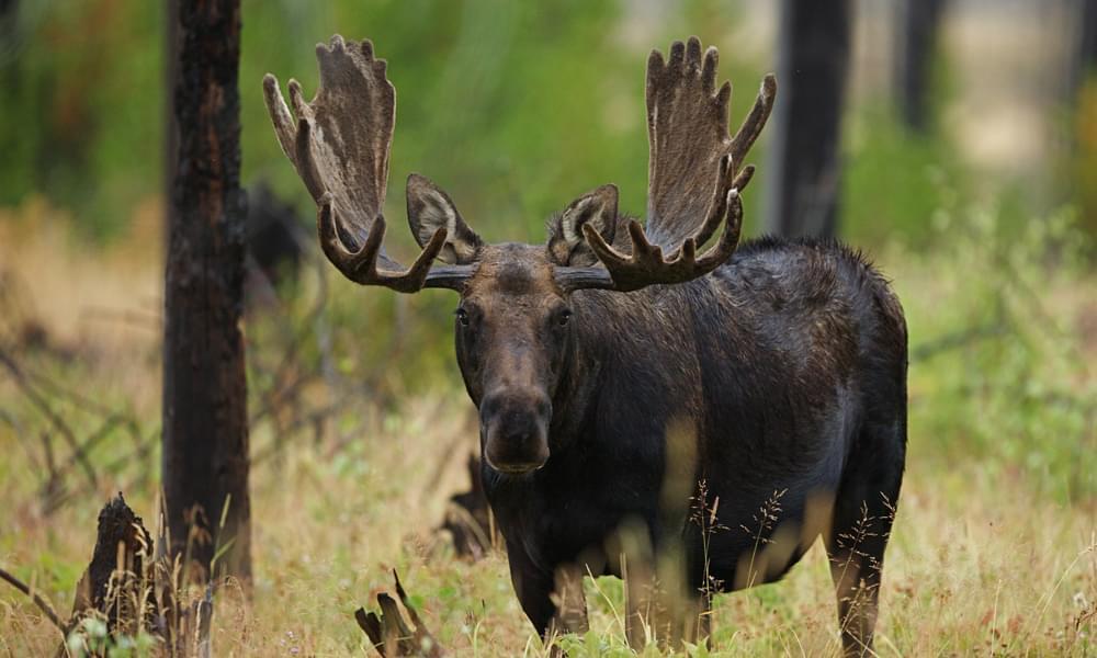 bull moose in the american west