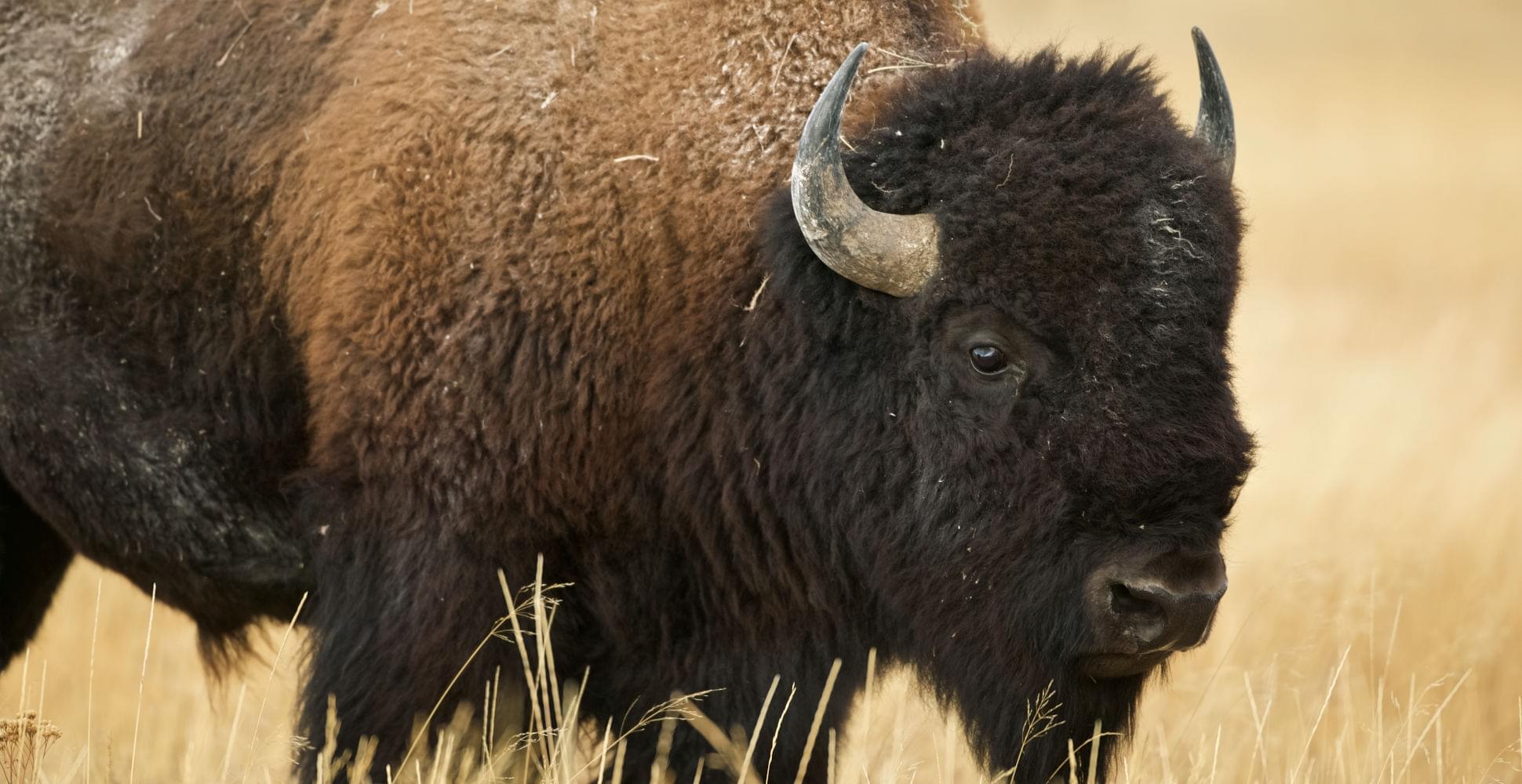 Bison in Yellowstone National Park