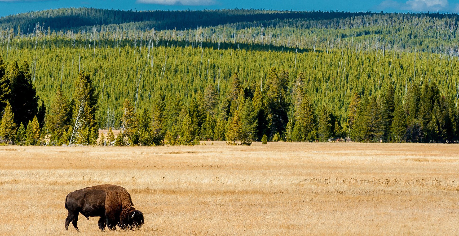 Bison in Yellowstone National Park