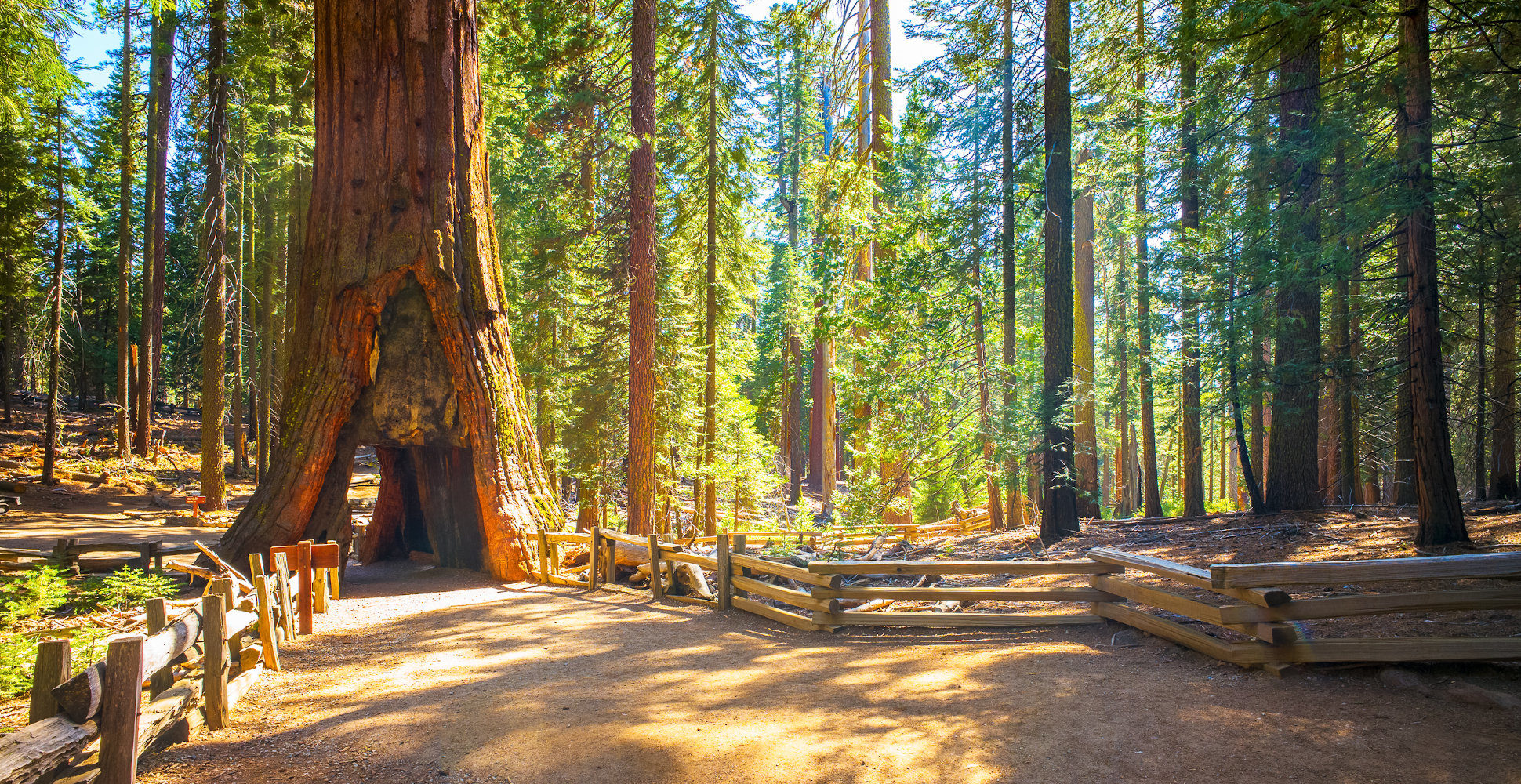 Mariposa Grove, Yosemite National Park