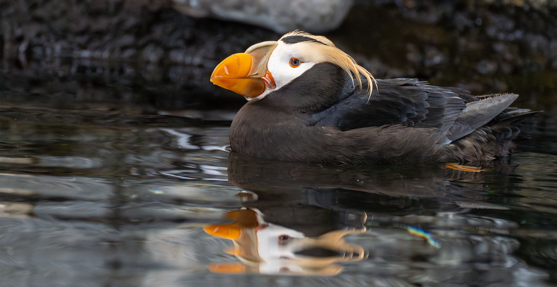 Tufted puffin, Kenai Fjords National Park
