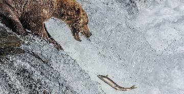 A bear reaches for a spawning fish A bear reaches for a spawning fish