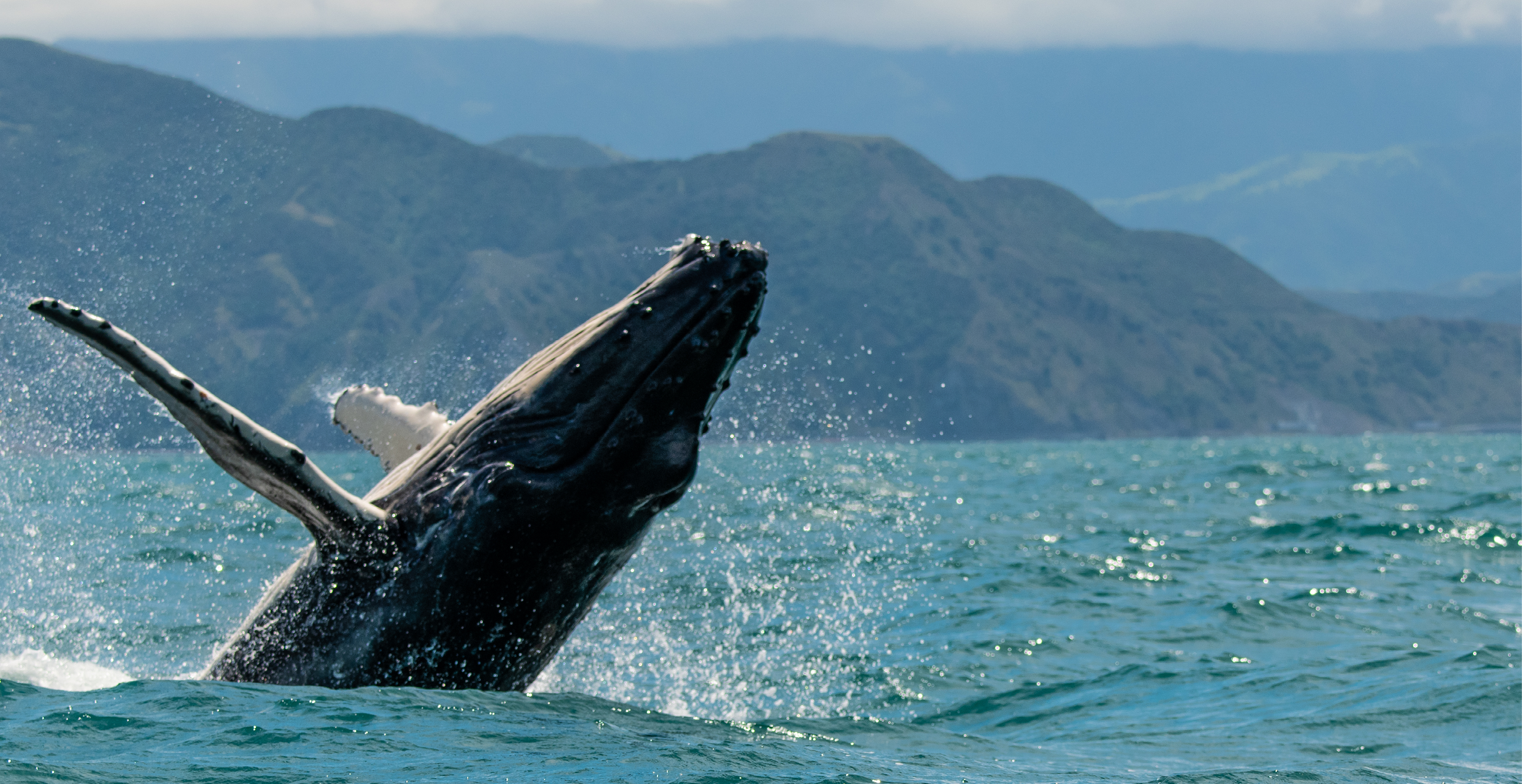 Humpback Whale Breaches