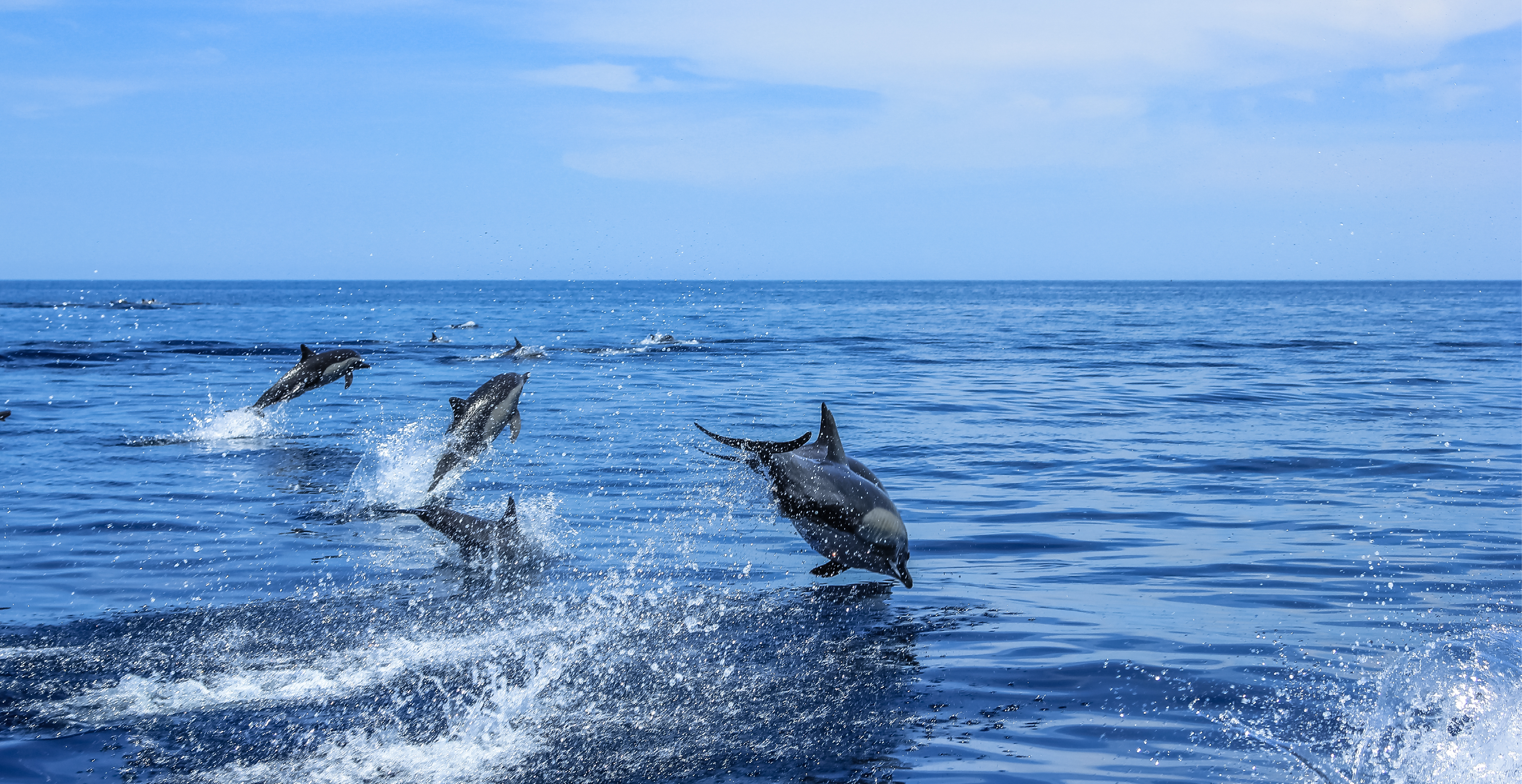 Playful Dolphins in the Clear Waters of Baja