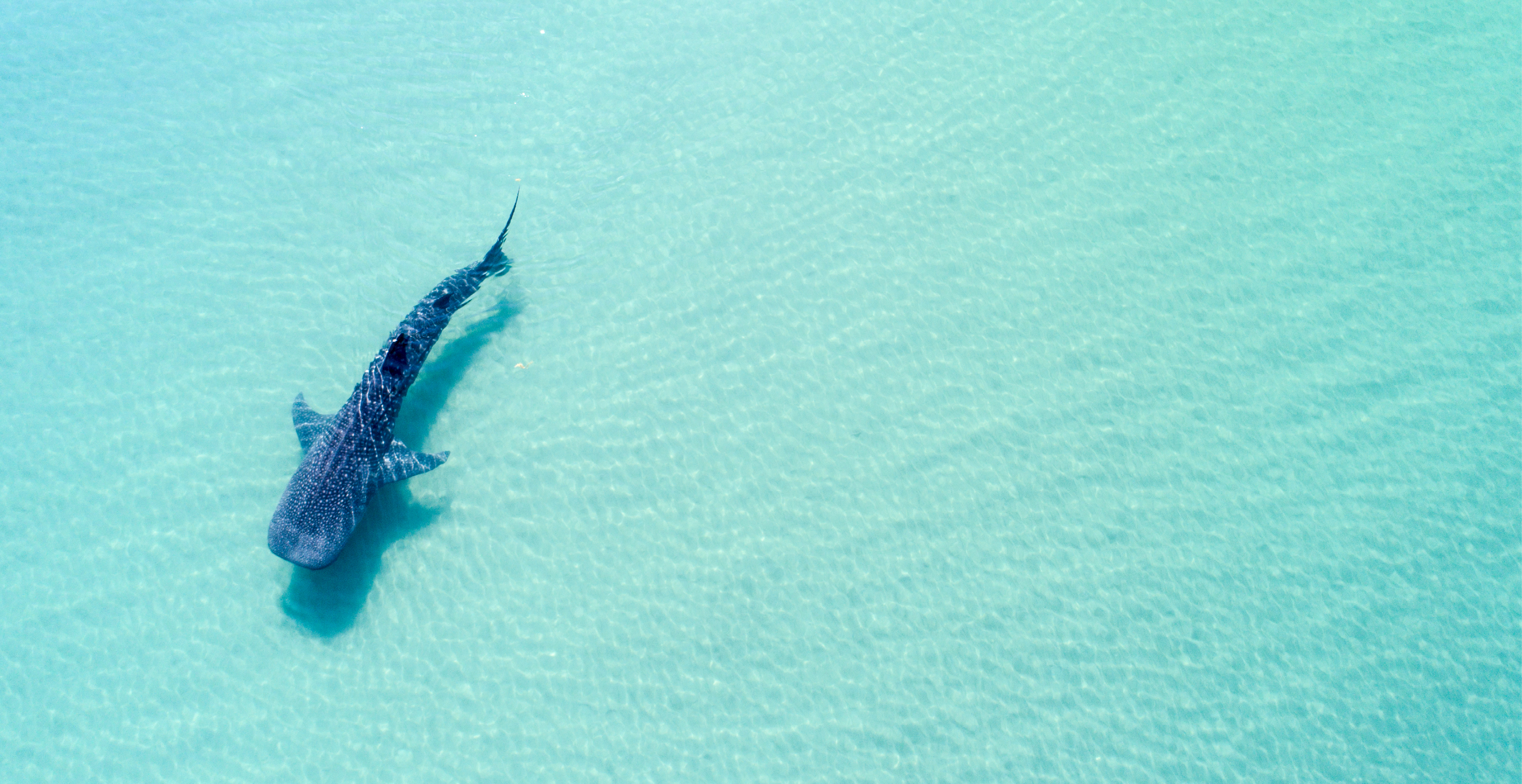 A Whale Shark