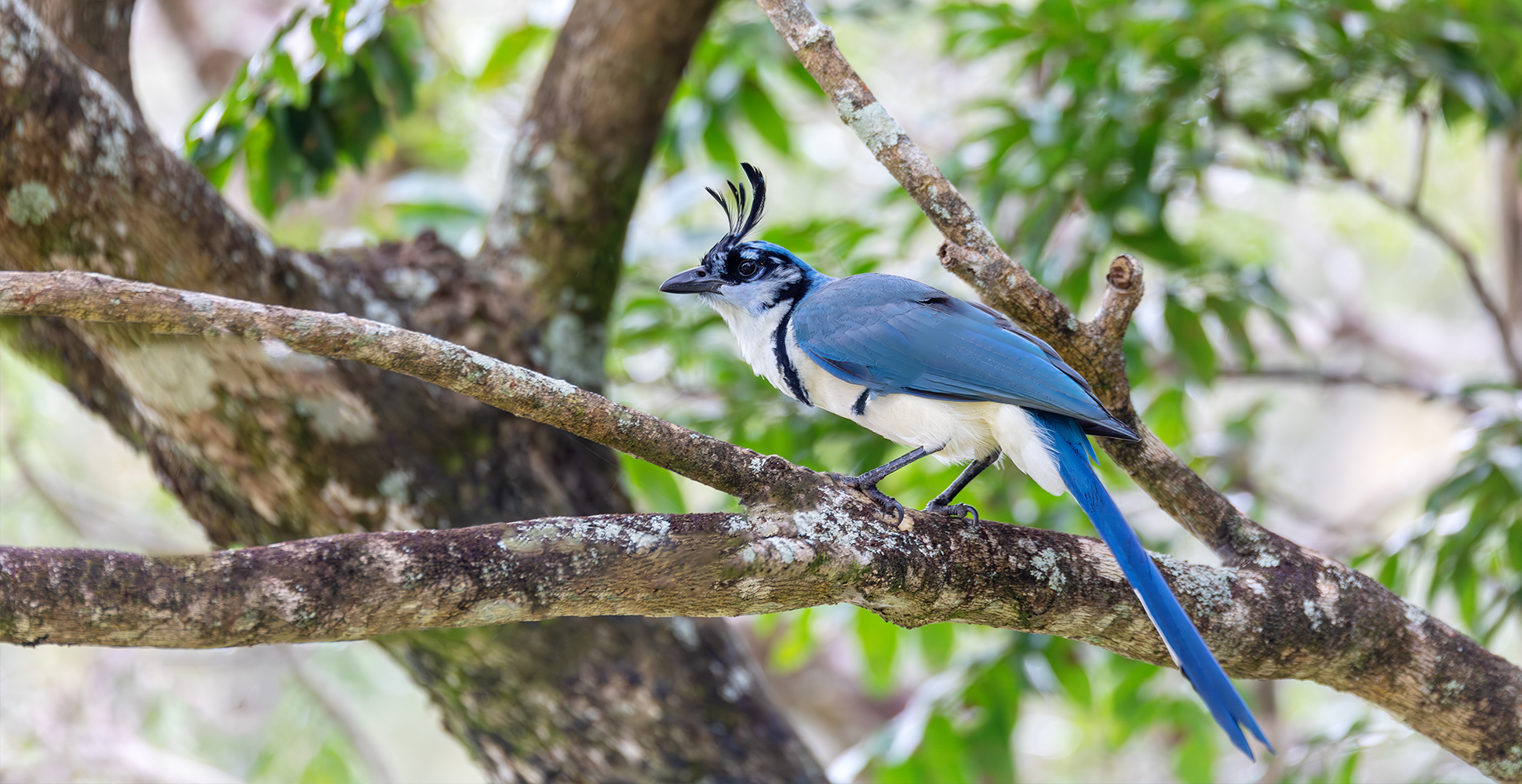 White Throated Magpie