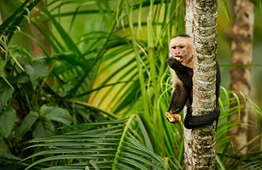 Capuchin Monkey