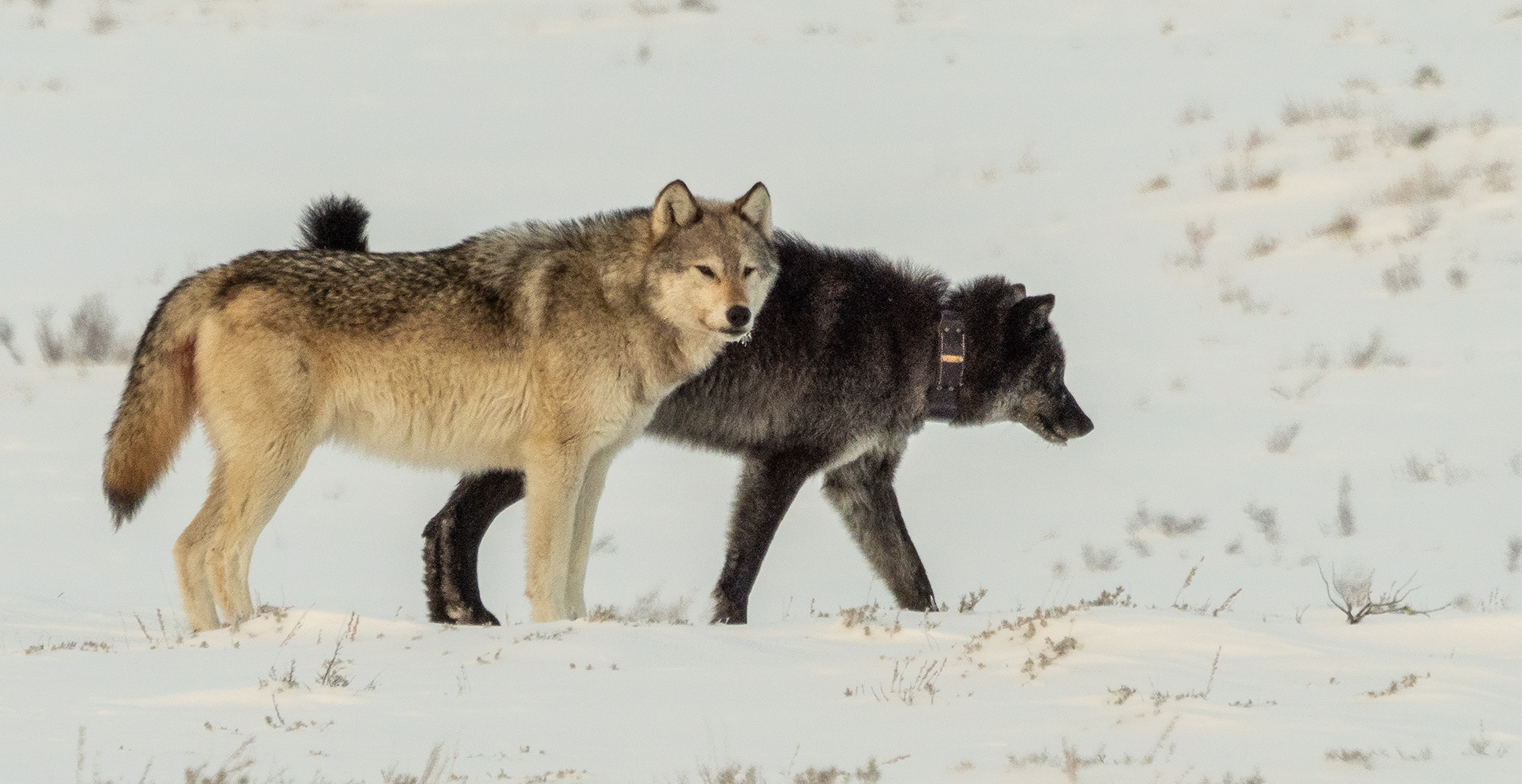 Wolves in Yellowstone National Park