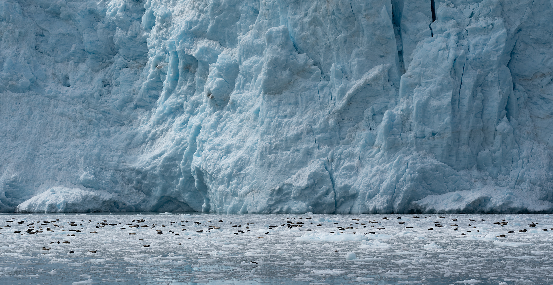 Seals rest underneath Aialik Glacier in Kenai National Park