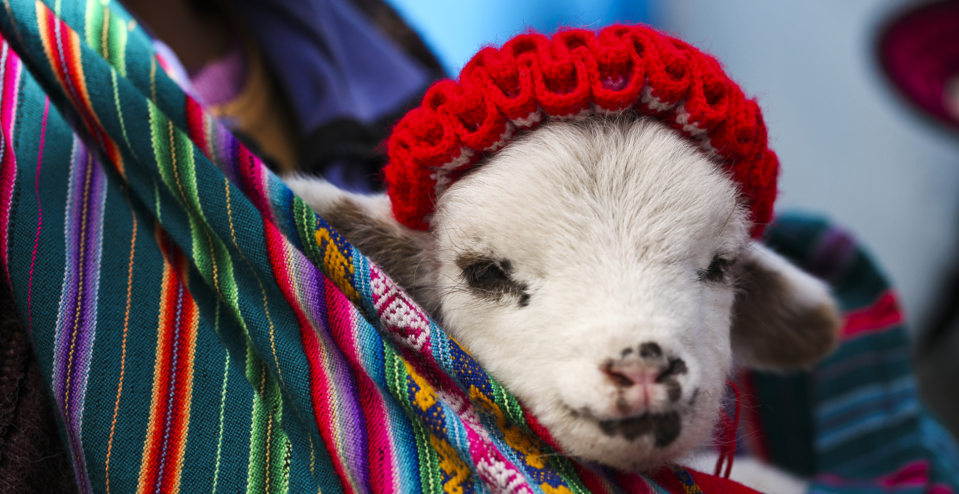 Lamb Curled up in Traditional Clothing